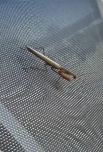 Jacquelien 02 Griekse Bidsprinkhaann